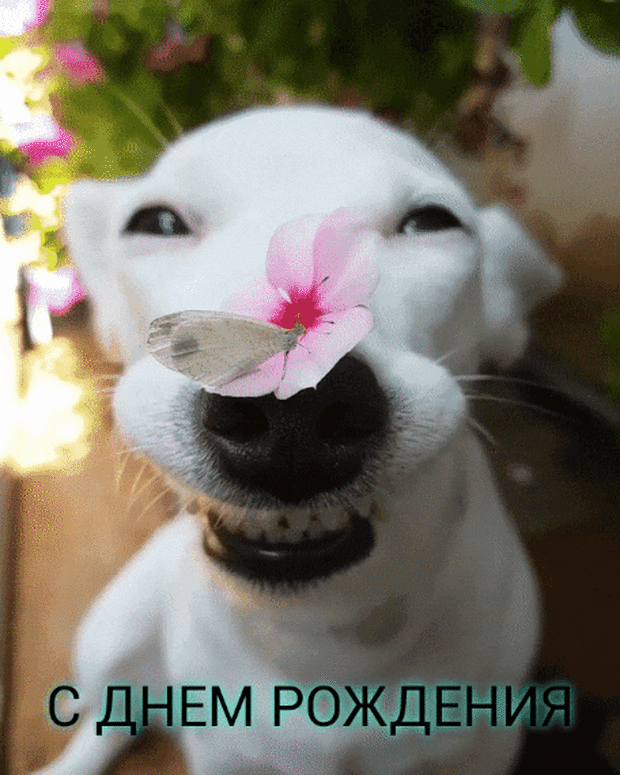 Смешная собачка с бабочкой гифка