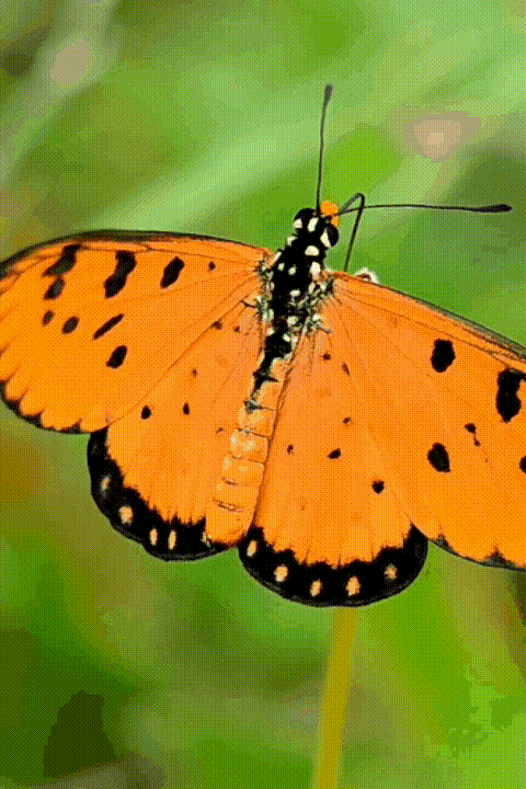 Бабочка с красивыми крылышками!