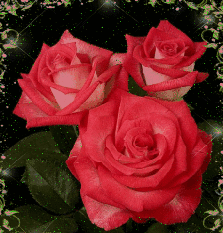Три больших розы мечты гифка