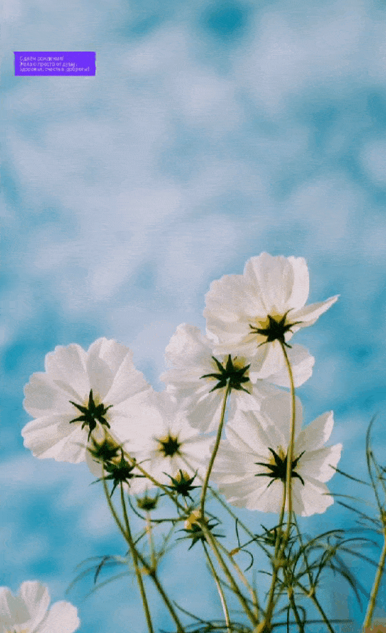 белые цветы под голубым небом гифка