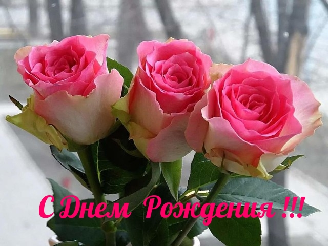 Три розовые розы!