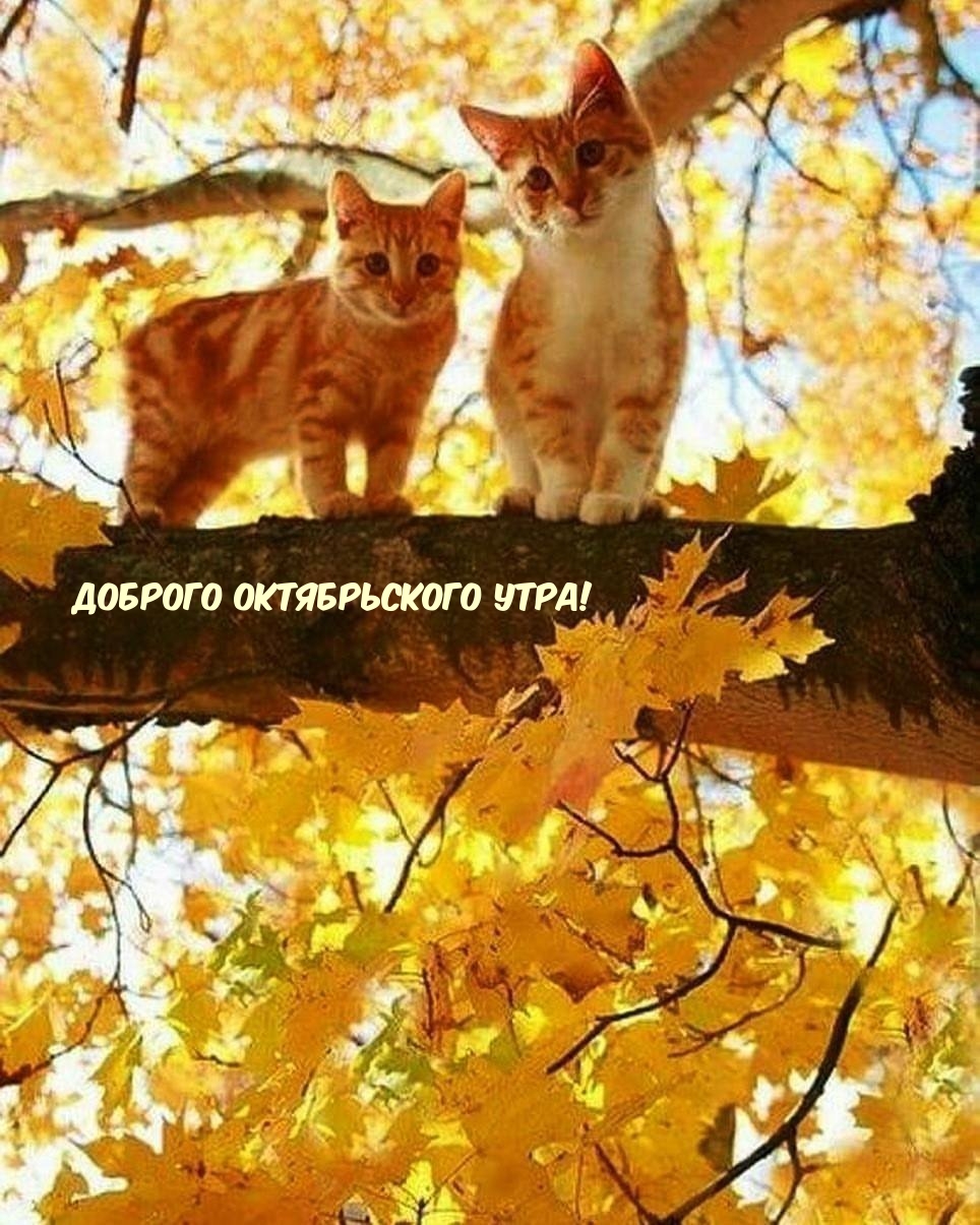 коты на осеннем дереве