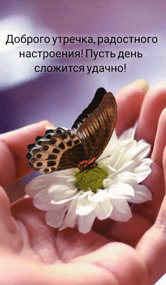 Бабочка счастья порхает крылышками аниме