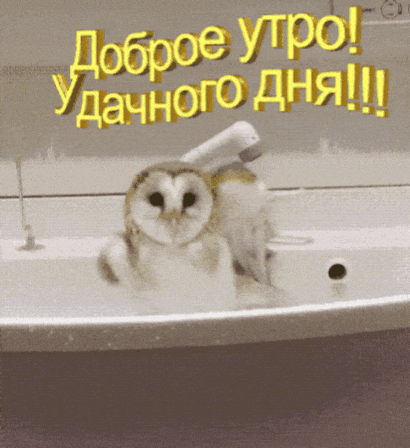Прикольная сова в ванной аниме