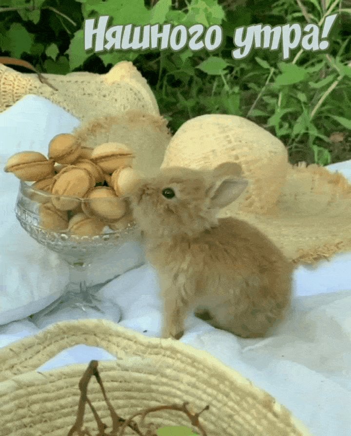 Няшного утра с маленьким кроликом аниме