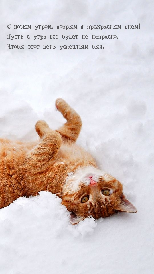 Кот лежит в снегу