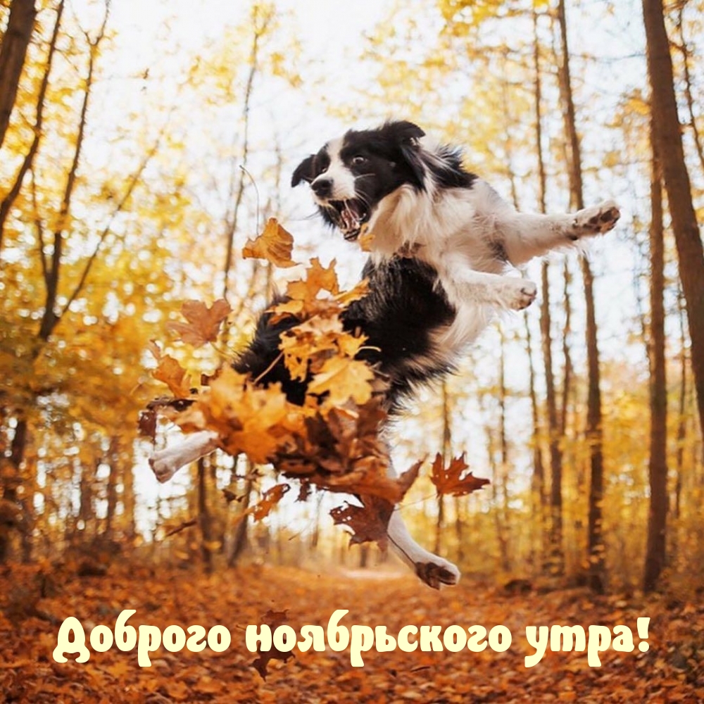 собака в листьях