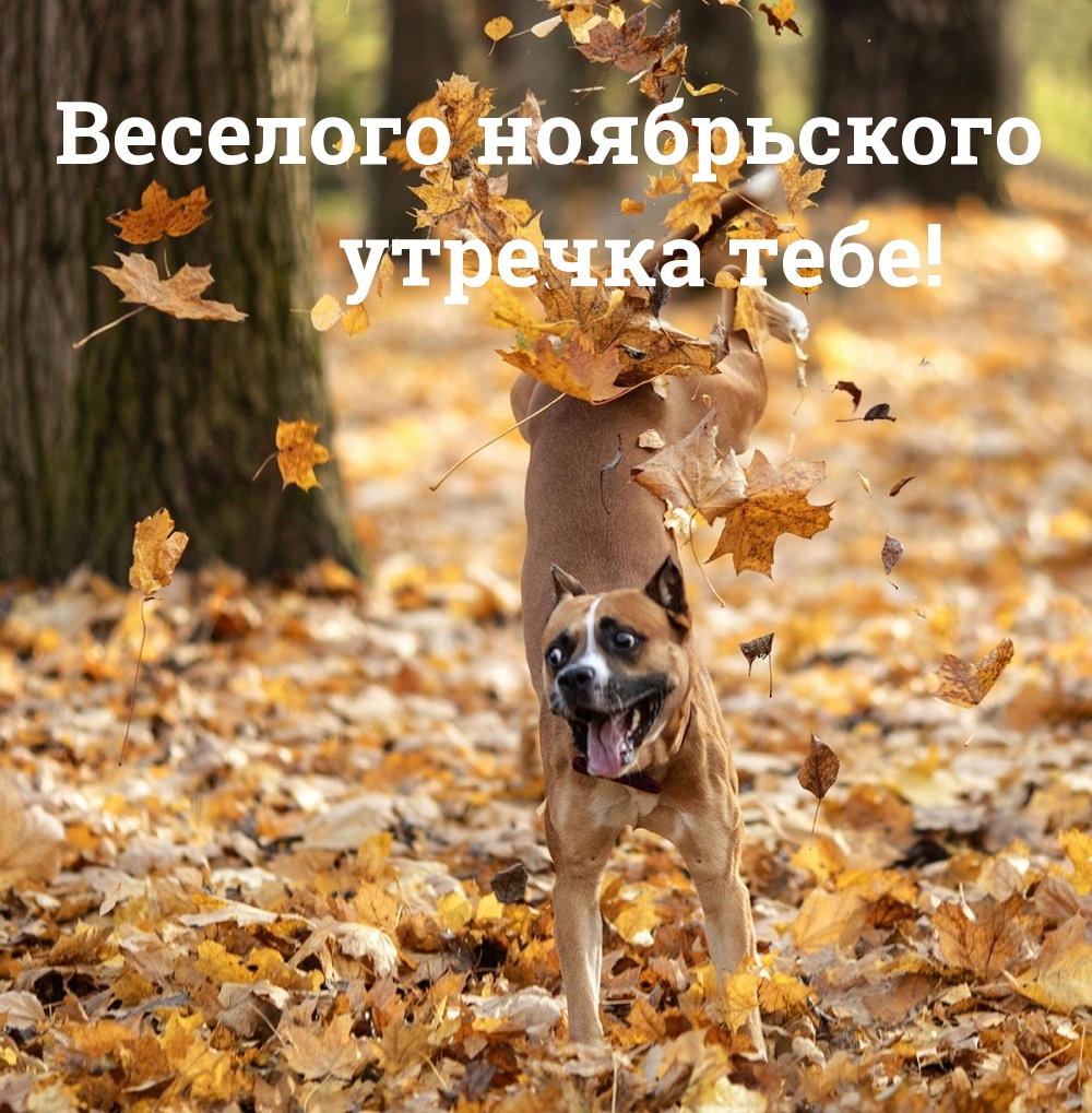 осень , лес и собака