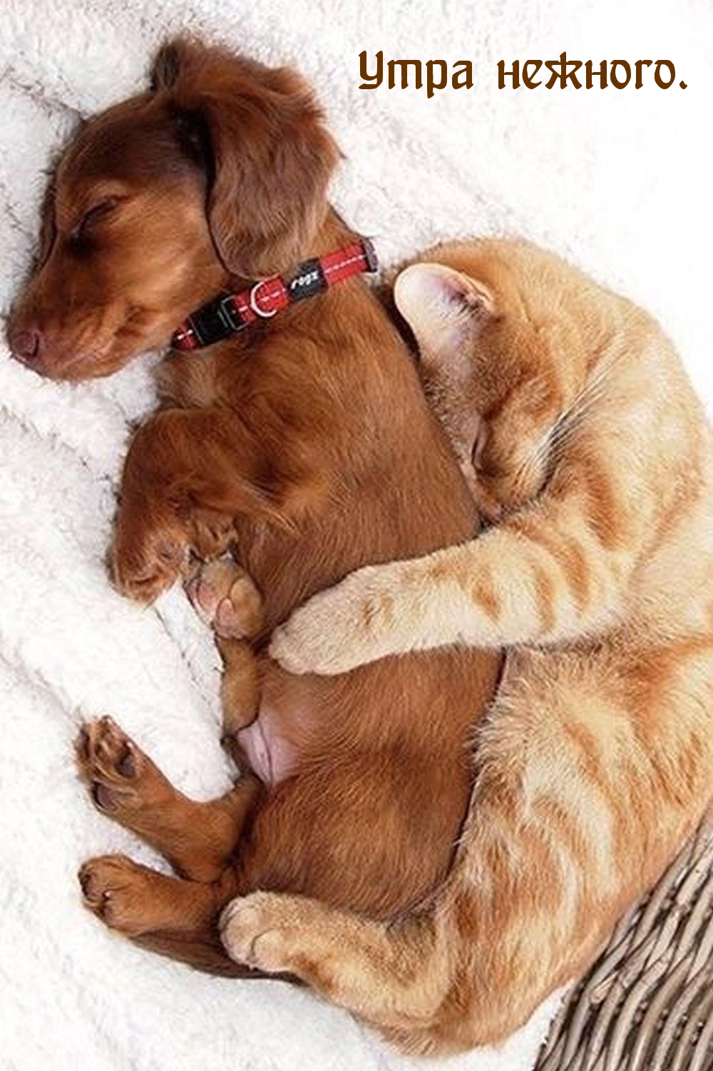 нежное фото с кошкой и собачкой