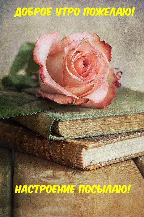 Роза на стопке книг