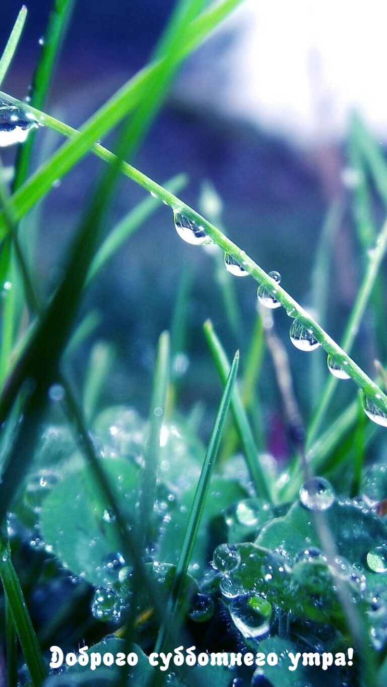 Приятная свежесть. Роса на траве. Природа макро. Сине зеленые растения. Капельки росы на траве.
