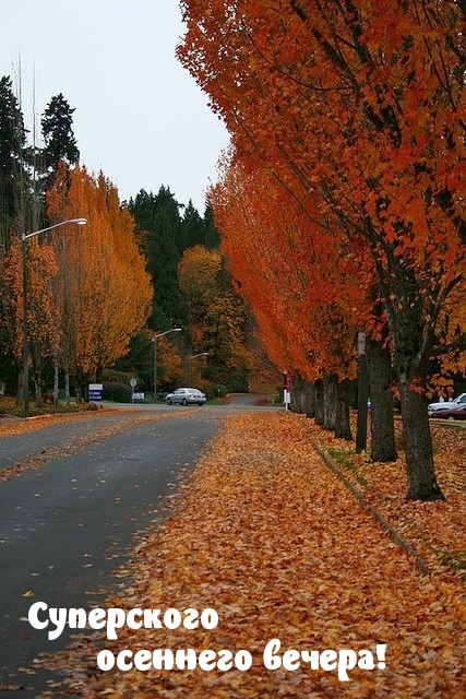 Дорога усыпана листьями счастья