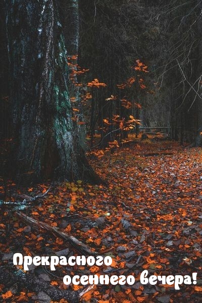 Осенний вечерний лес