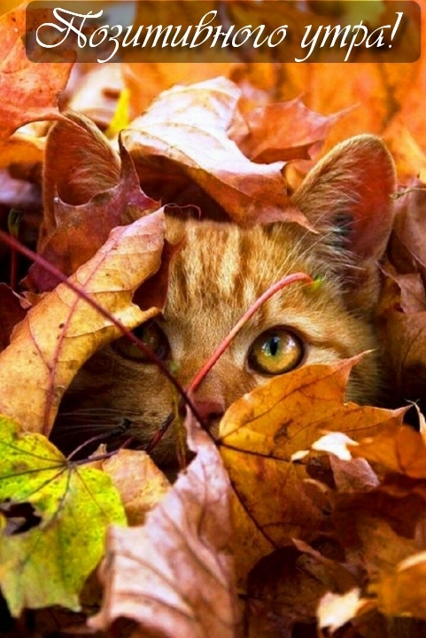 картинка с котиком осенью