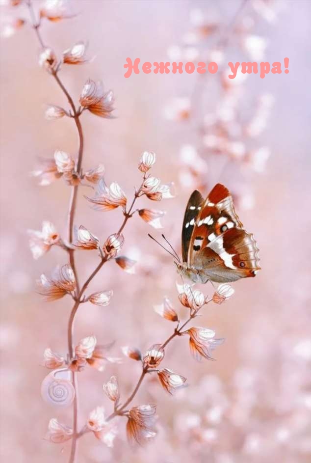 Бабочка на шикарных цветках