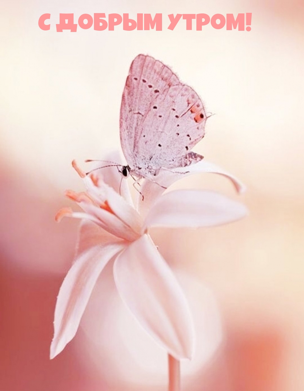 Бабочка на бежевом цветке