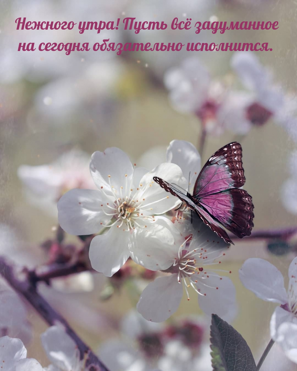 Фиолетовая бабочка на белом цветке