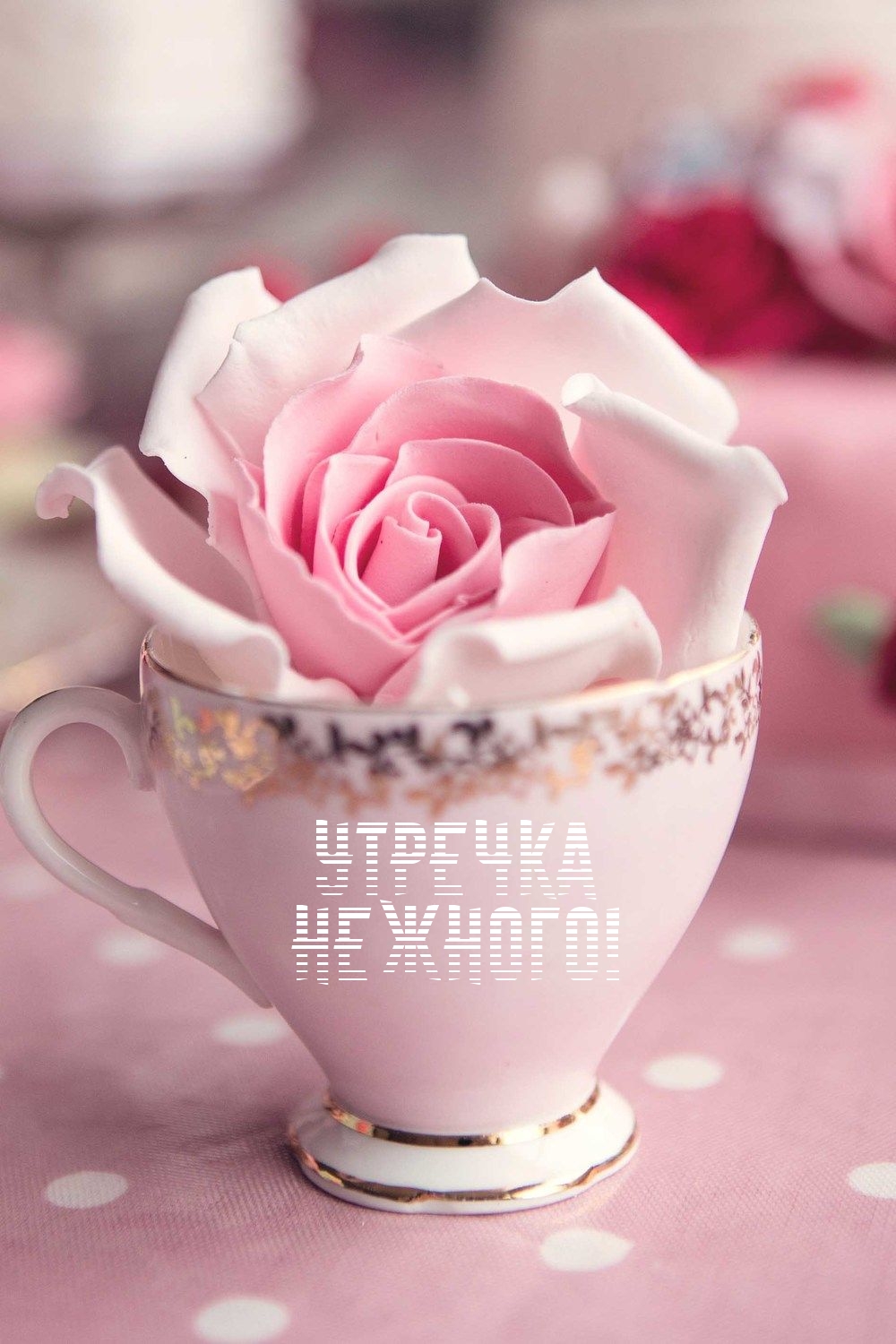 Большая роза в розовой чашке