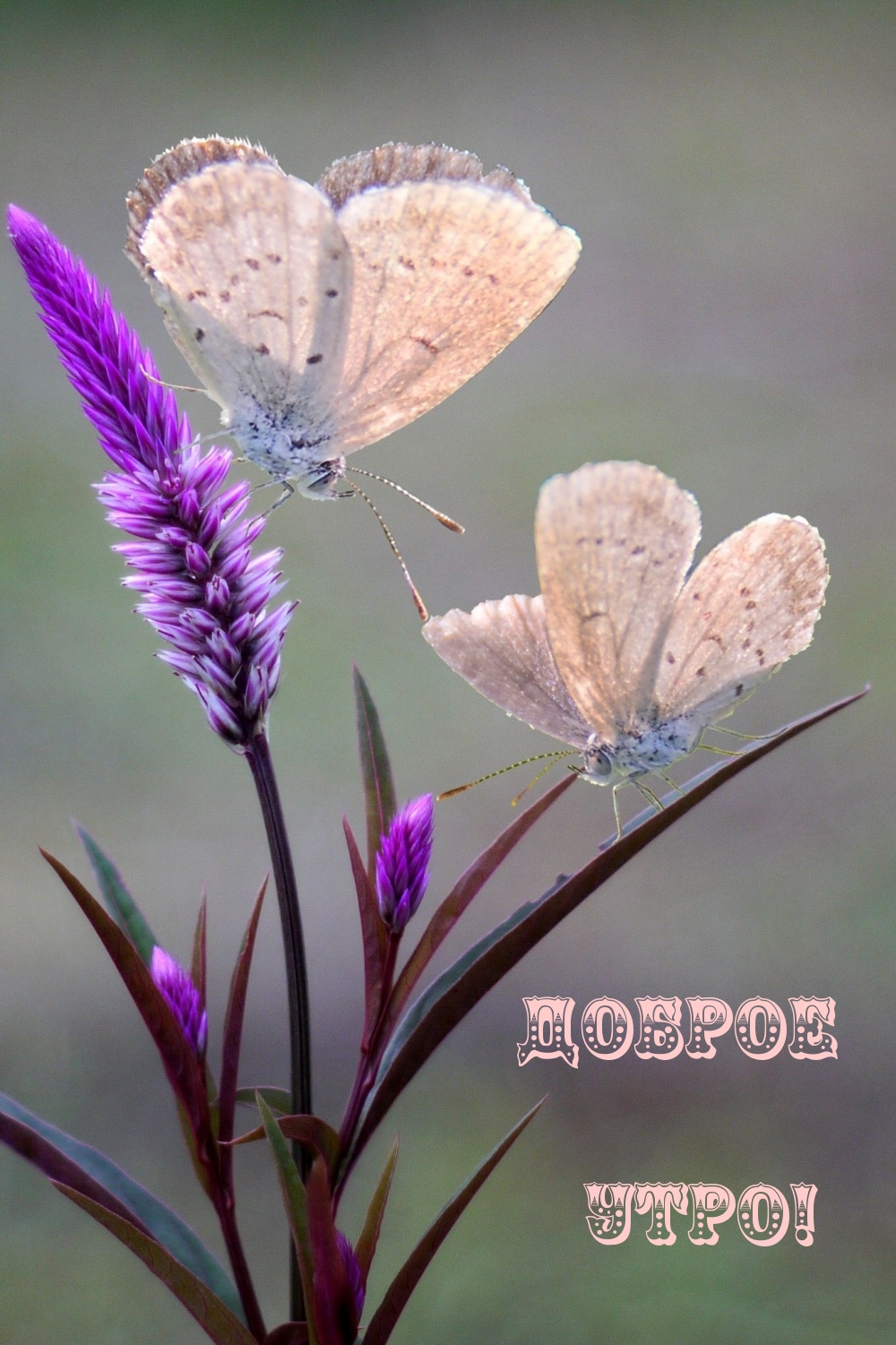 Бабочки на сиреневом цветке