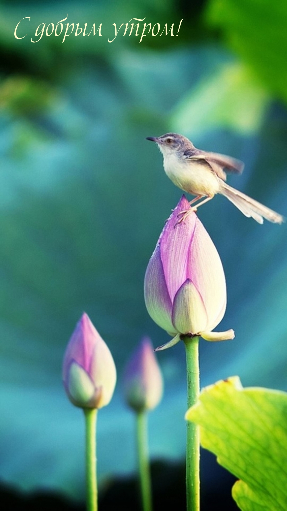 Маленькая птичка на цветке