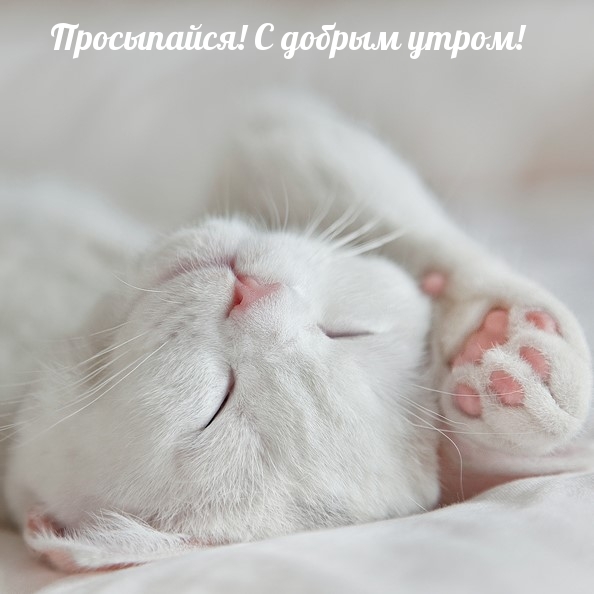 Белый котик спит