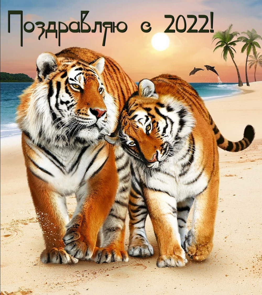Два тигра на пляже