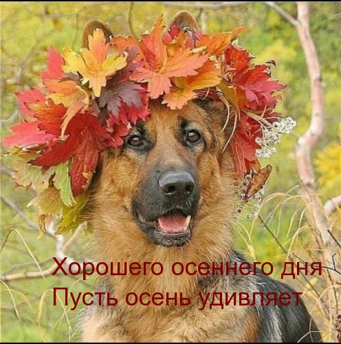 собака и венок из листьев