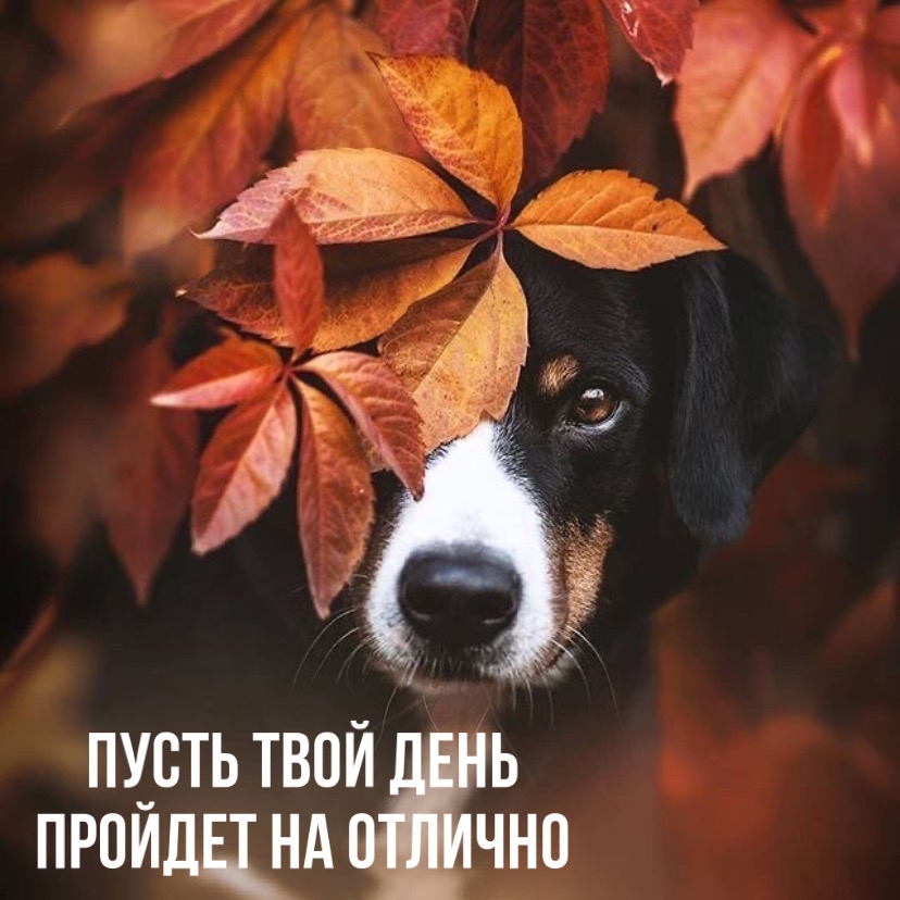листья и собака