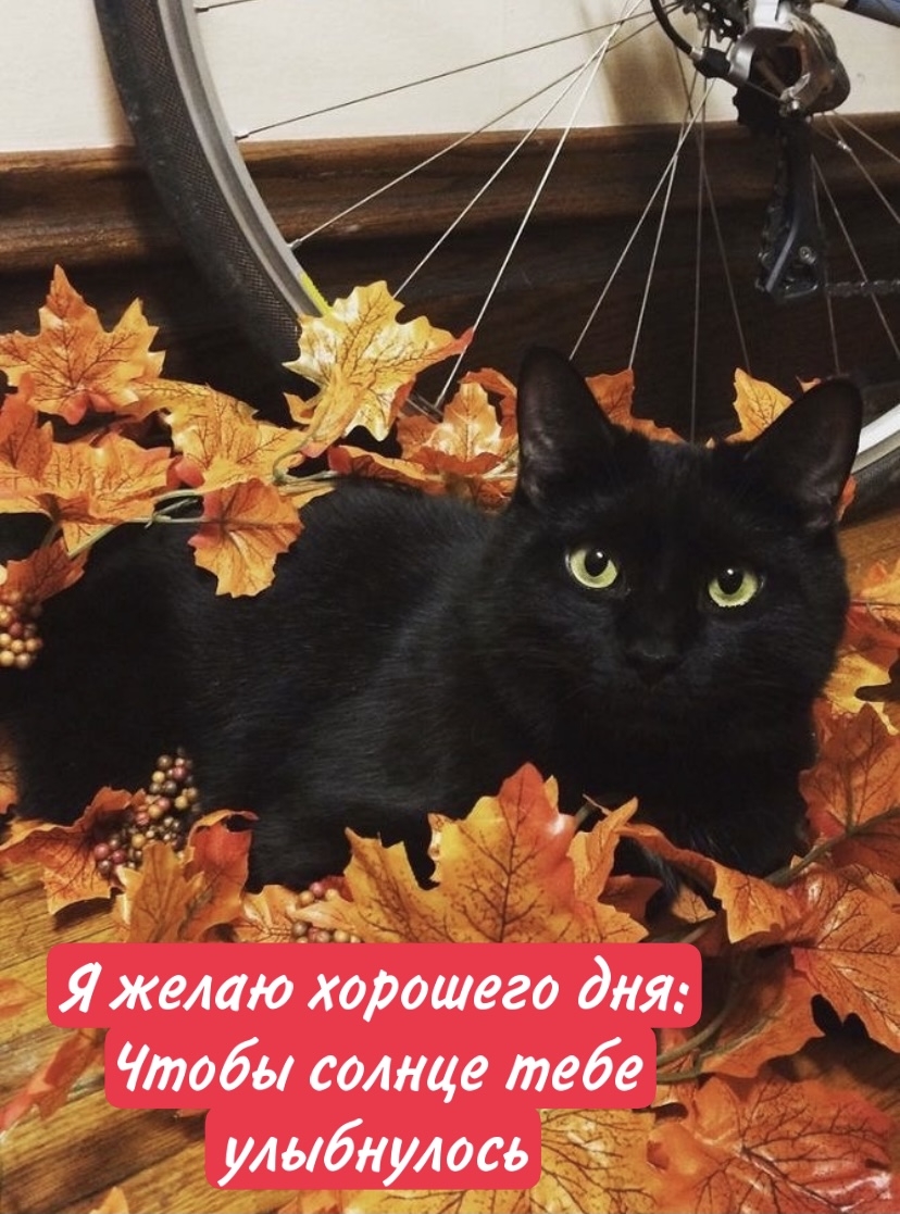 черный кот в листьях