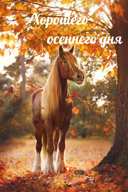 лошадь в осени