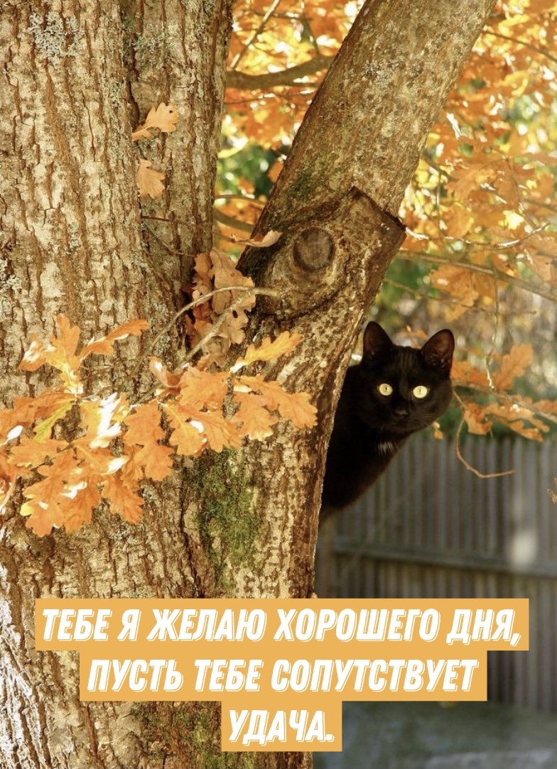 кот выглядывает из дерева