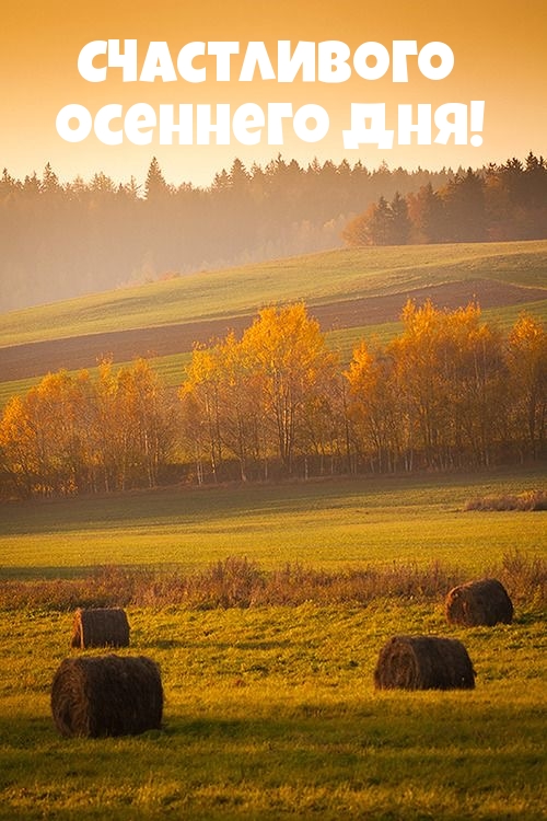 сено в поле