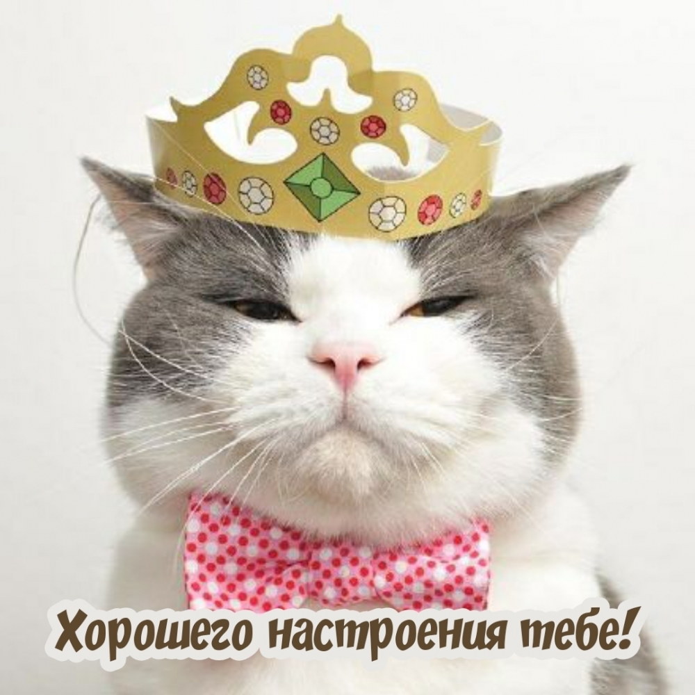 Кошка в короне - красивая картинка!