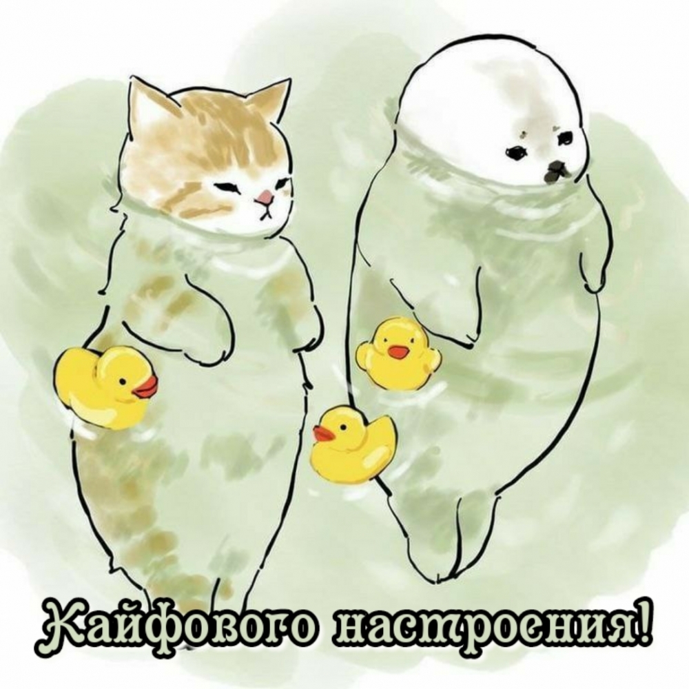 Кот и морской котик