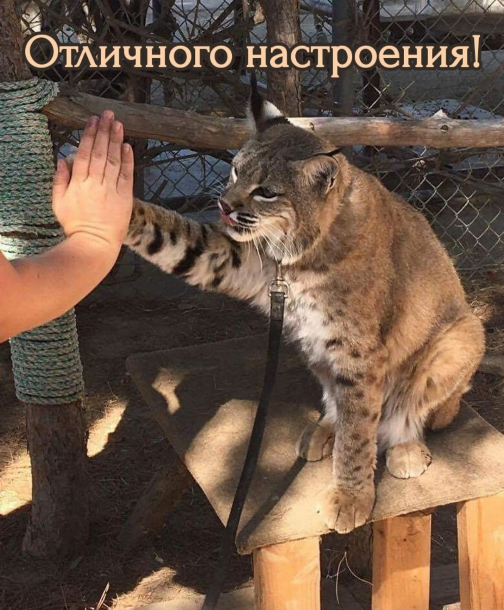 Кот дает пять человеку