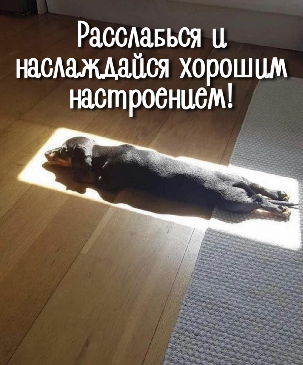 Кот лежит на солнышке