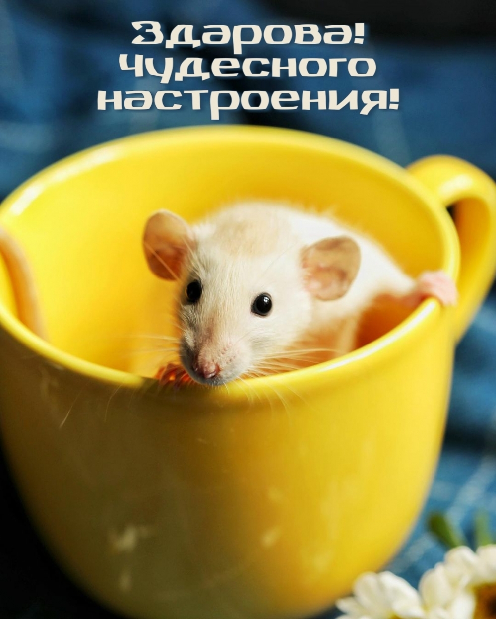 Маленький мышонок в желтой чашке