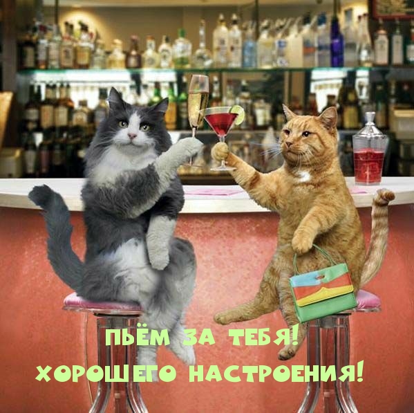 Коты у барной стойки