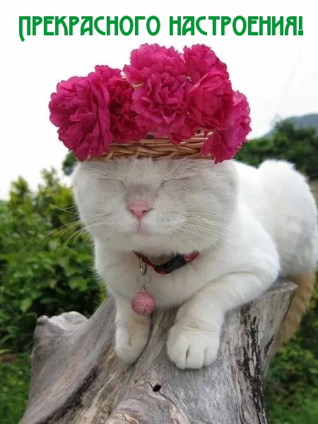 Кот с венком на голове