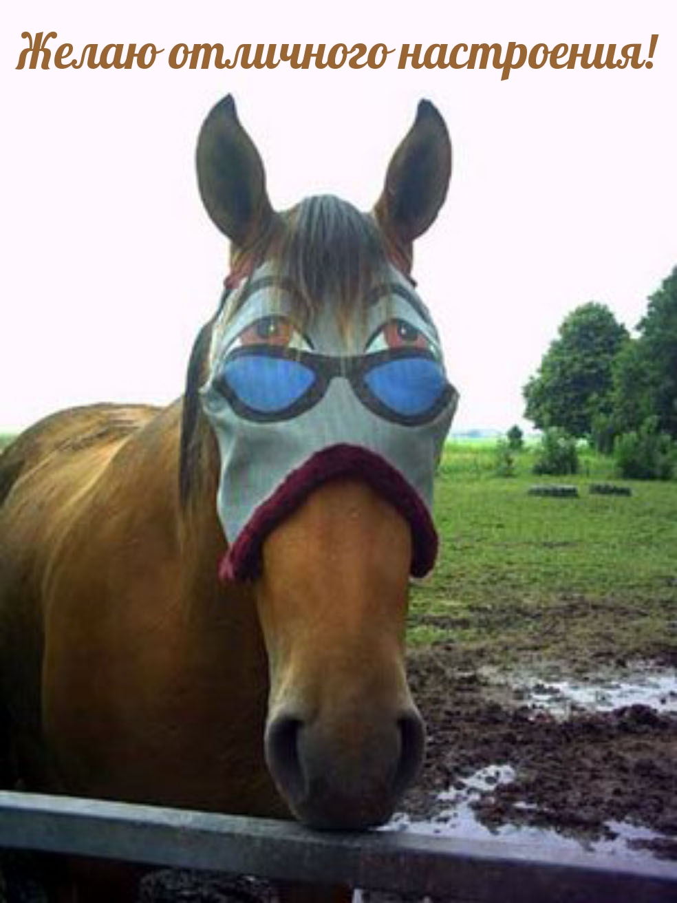 Лошадь в очках