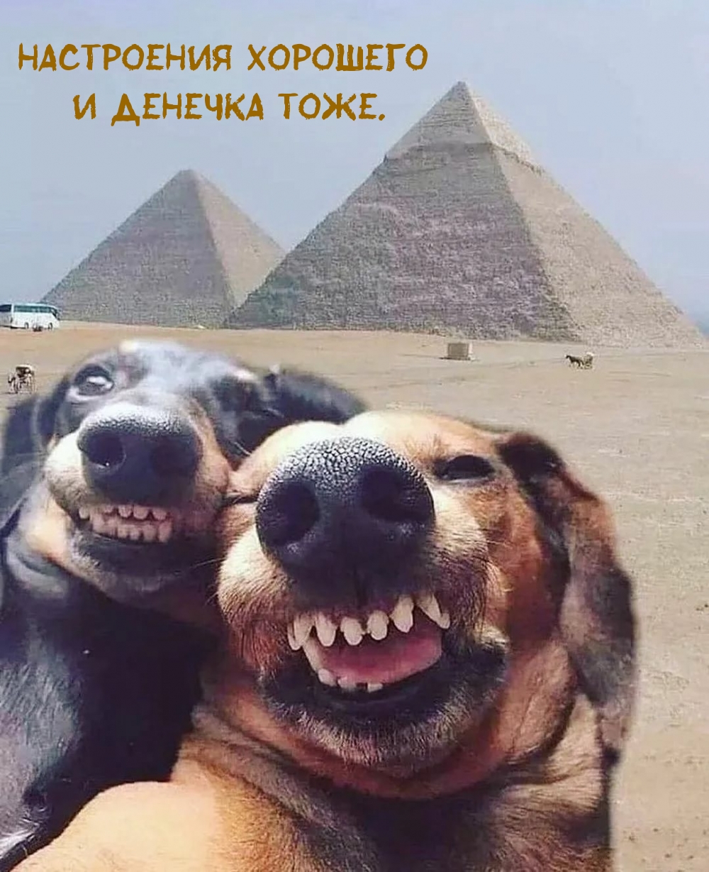 Собаки возле пирамид