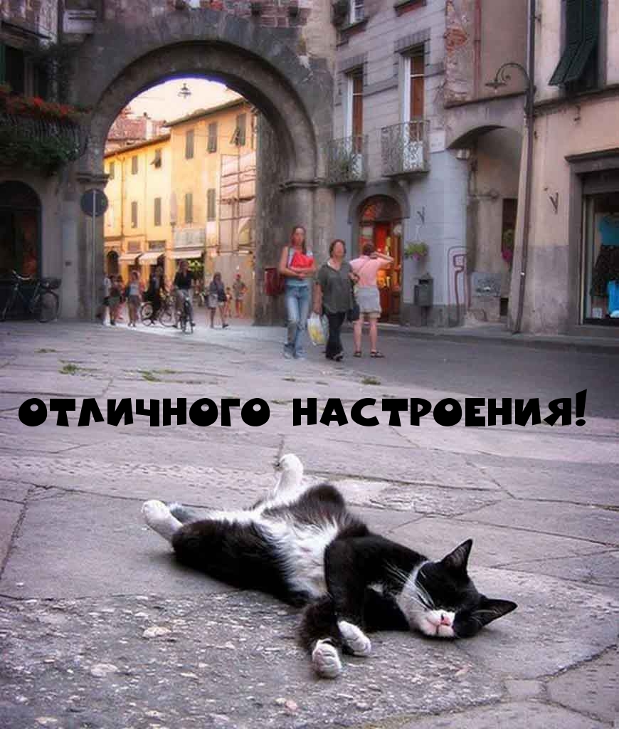 Кошка отдыхает на улице