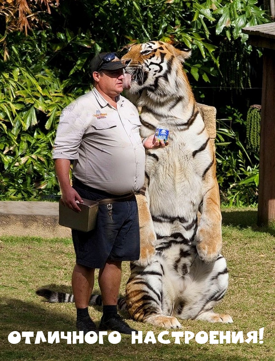 Тигр обнимает человека