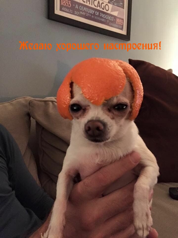 Собака с кожурой мандарина