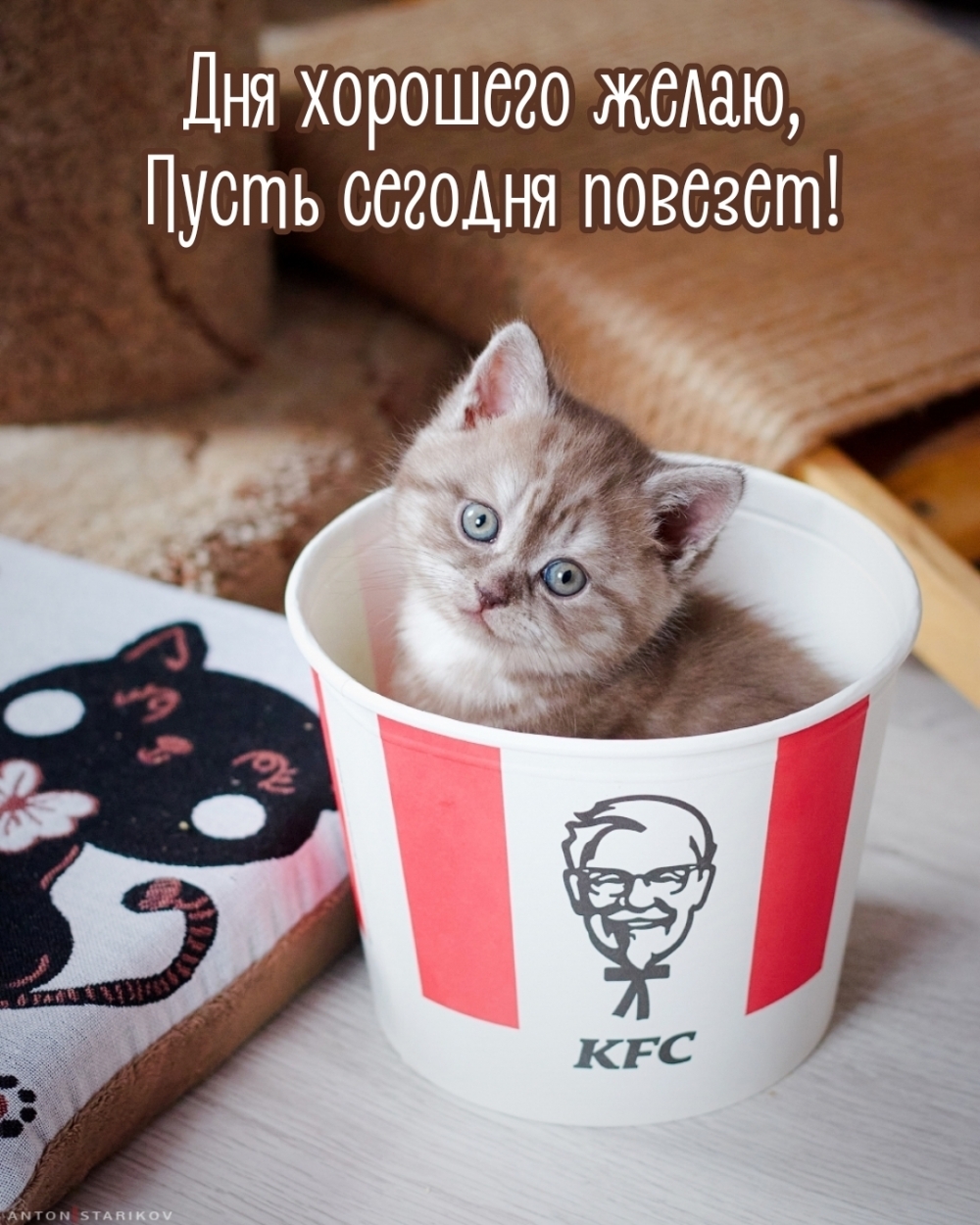 котенок в чашке KFC