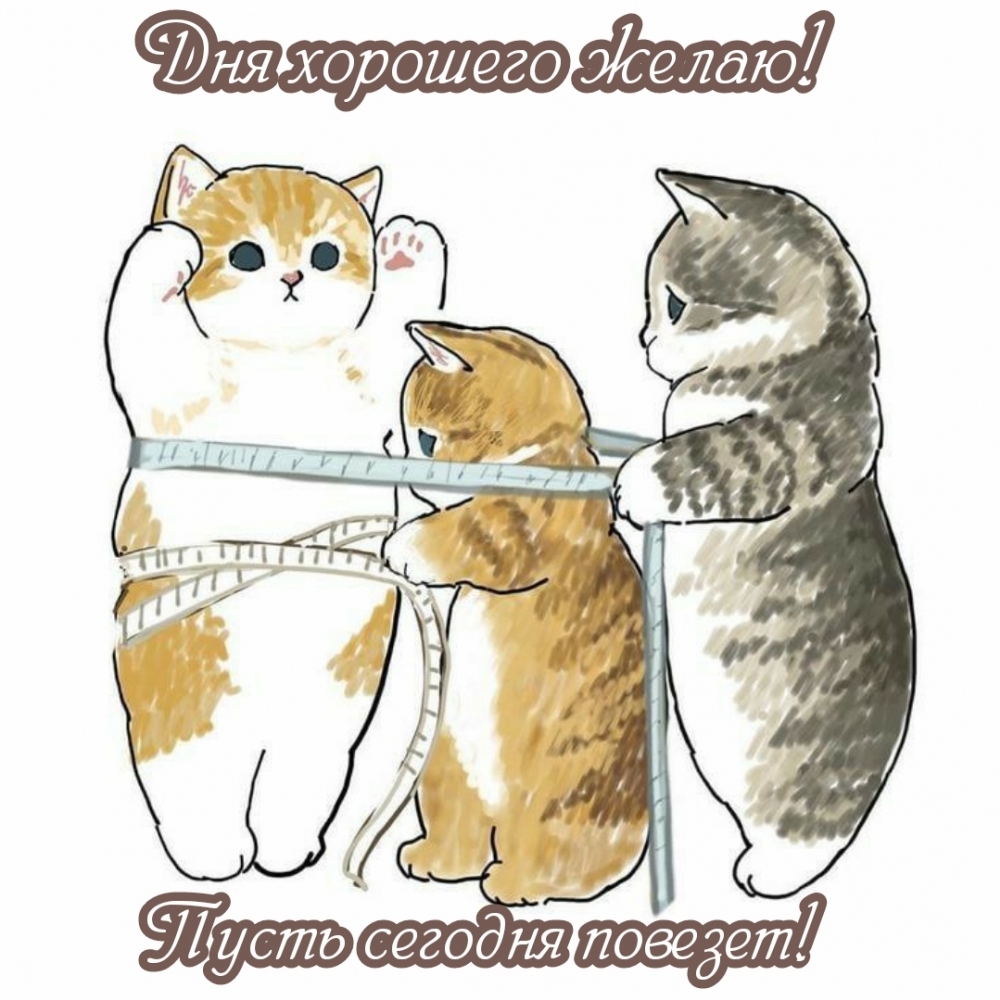 Коты замеряют талию