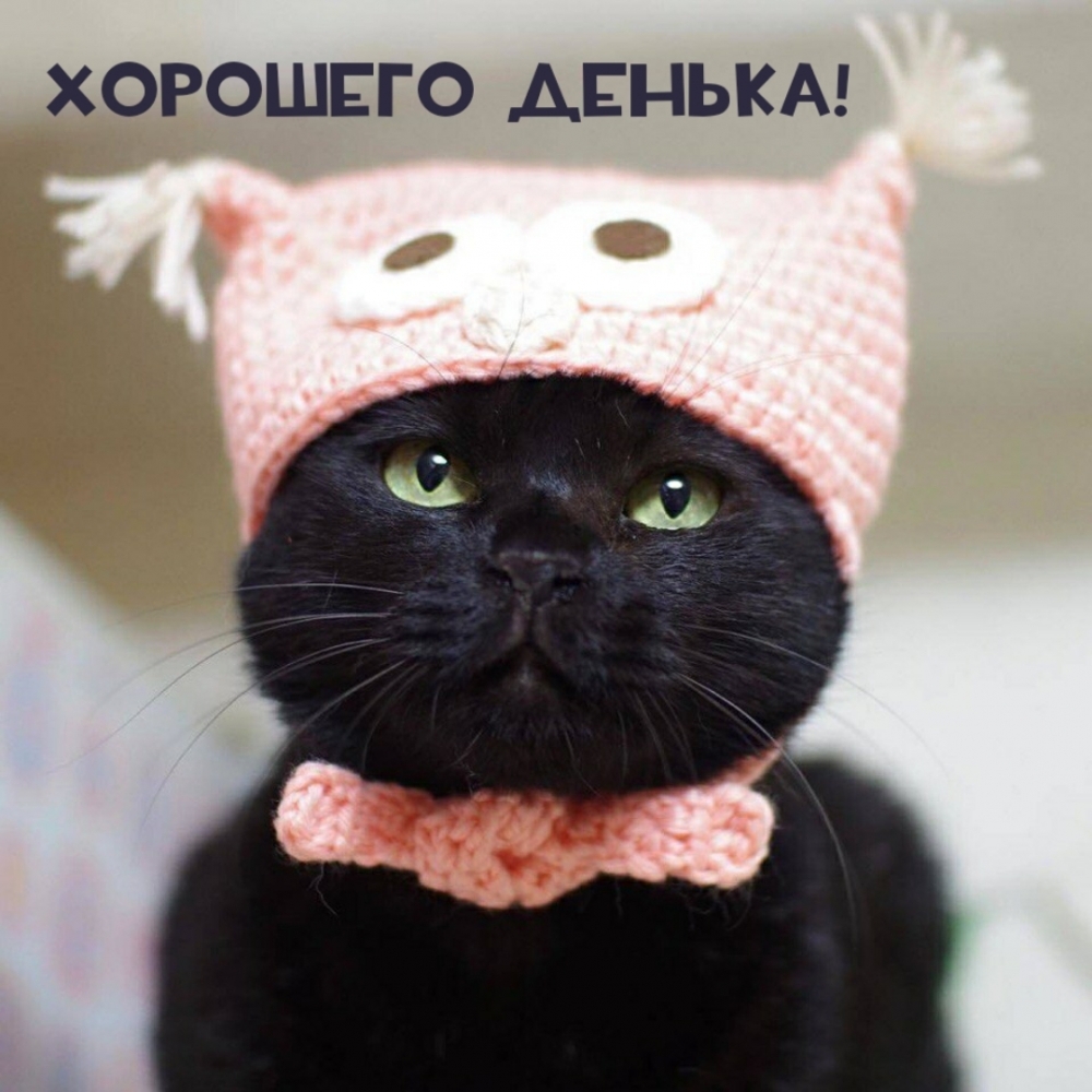 Кот в розовой шапочке с глазами
