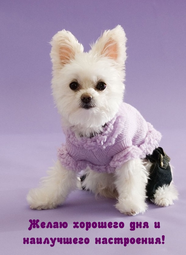 Собачка в фиолетовой футболке
