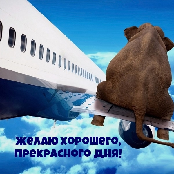 Слон на крыле самолета