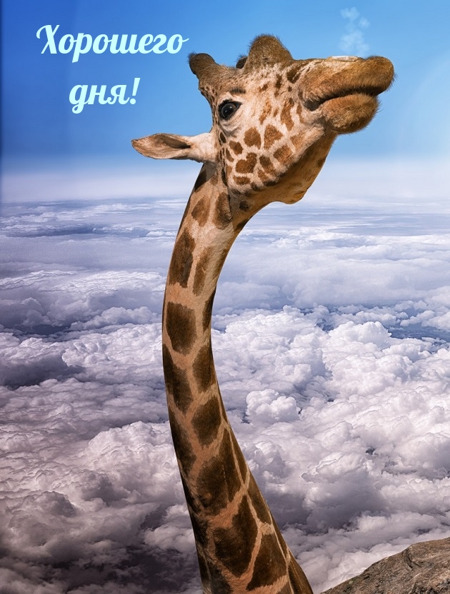 Жираф в облаках